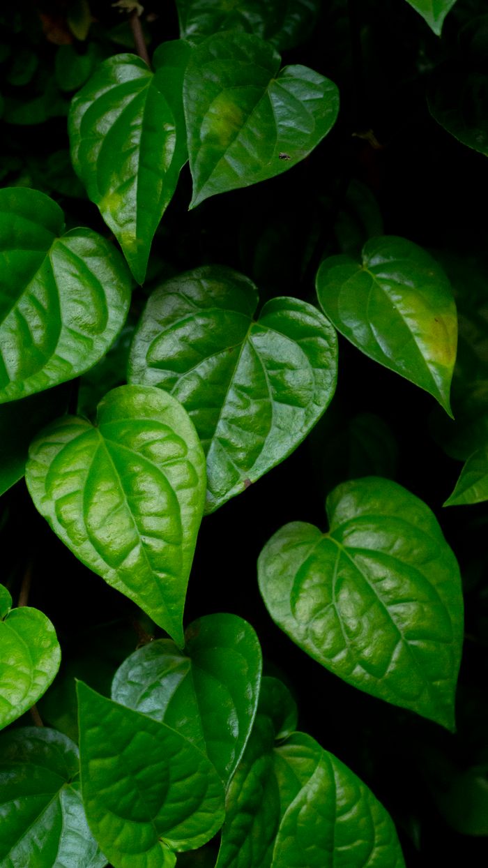 Lush close-up of vibrant green betel leaves with distinct heart shapes, showcasing natural beauty.
