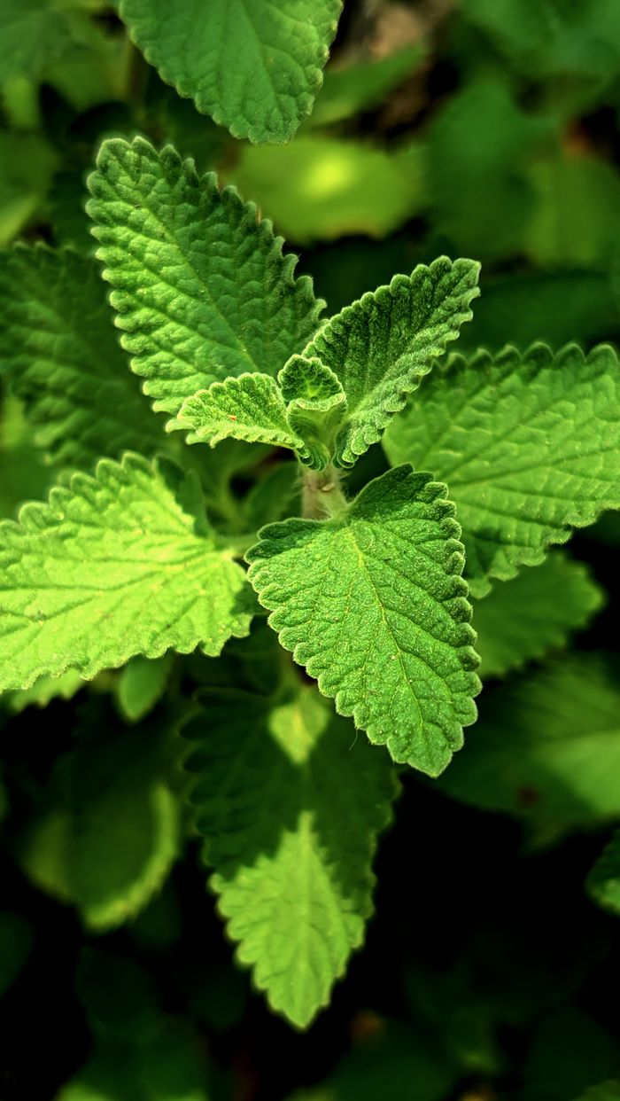 Vibrant green catnip leaves captured in sunlight, showcasing their detailed texture.