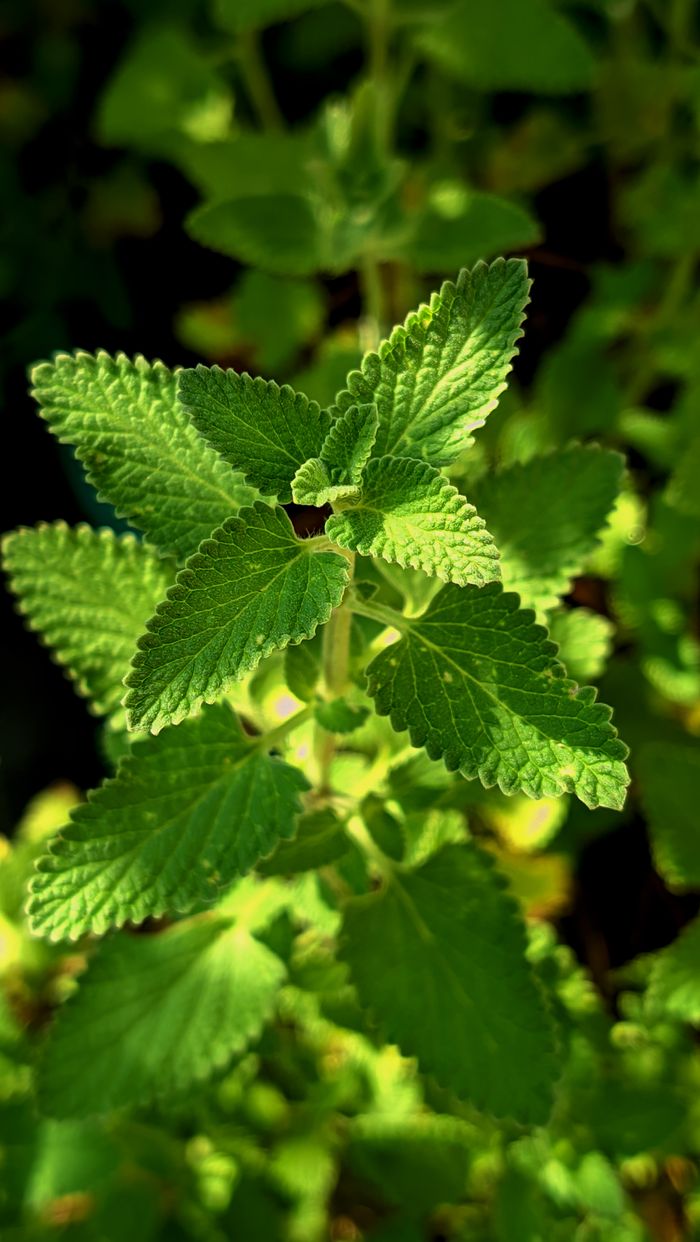 Close-up of a vibrant green catnip plant illuminated by summer sunlight, showcasing detailed leaf texture.